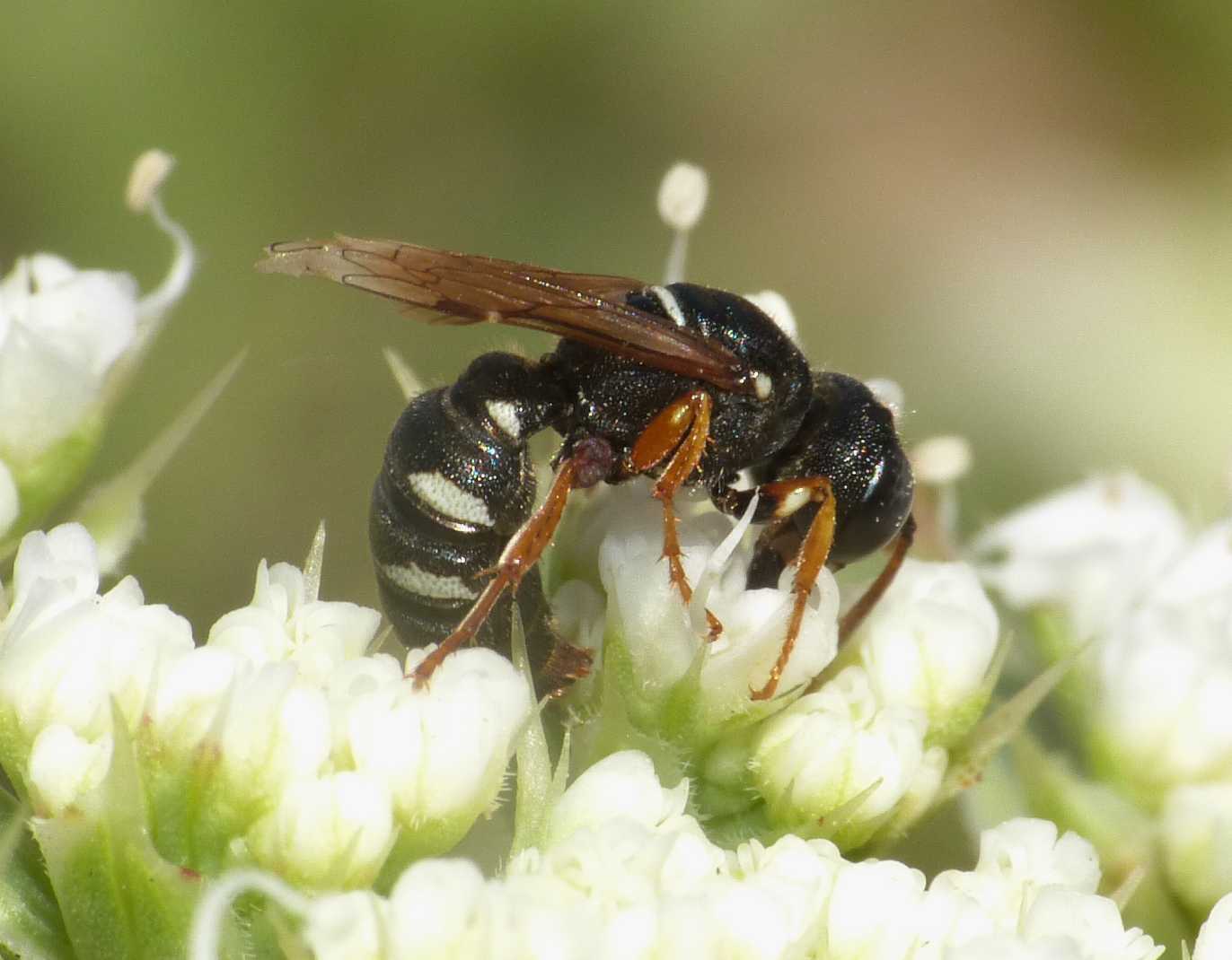 Cerceris interrupta